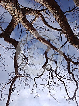 Commiphora wightii - Guggal tree with blue sky