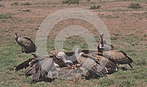 committee of vultures gathered around and feeding on a carcass on the ground in the wild buffalo springs national reserve, kenya