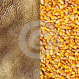 Commodity background, gold corn photo