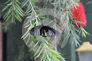 A Commom Birdwing Butterfly with its wings open resting on a branch of a Bottlebrush tree