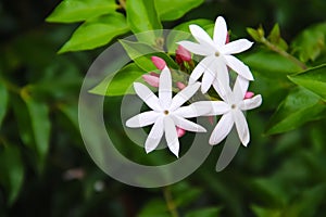 Commom jasmine flowersor jasminum officinale inverleit branch blooming in garden background
