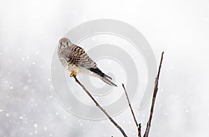 Commom kestrel on a tree photo