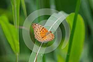 Commom Leopard Phalanta phalantha Butterfly perching on the grass leaf