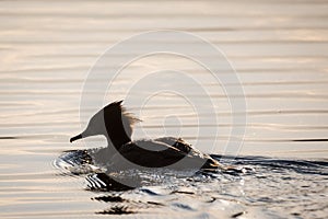 Commom merganser bird in lake, during sunset