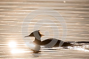 Commom merganser bird in lake, during sunset photo