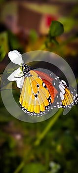 Commom monarch butterfly gloden color big butterfly sitting on the flower photo