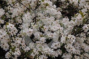 Commom pearlbush (Pearlbush) flowers in early spring