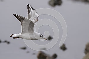 Commom tern in flight