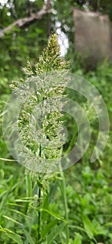 A commom type of grass found in kashmir photo