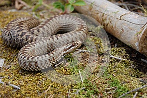 Common adder photo