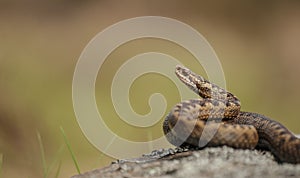 Common Adder