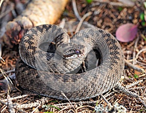 common adder, vipera berus