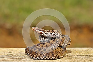 Common adder on wooden board