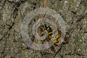 Common Aerial Yellowjacket - Dolichovespula arenaria