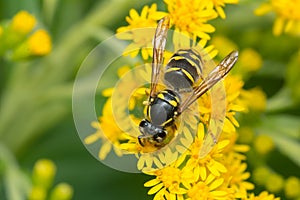 Common Aerial Yellowjacket - Dolichovespula arenaria