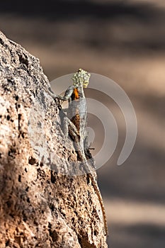 A common agama, female lizard
