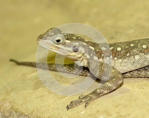 Common Agama Lizard