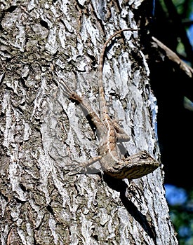 Common Agama Lizard Gecko