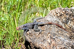 A common agama, lizard in Namibia