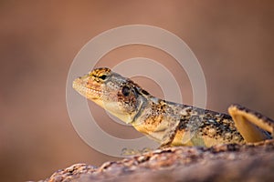 Common agama, red-headed rock agama, Agama agama camouflaged- Hyderabad, India