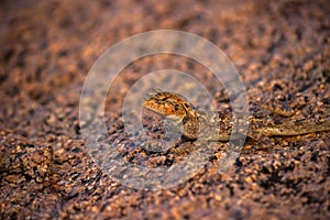 Common agama, red-headed rock agama, Agama agama camouflaged- Hyderabad, India