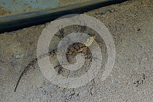 Common agama red headed rock agama or rainbow agama a lizard family Agamidae female Amboseli Kenya