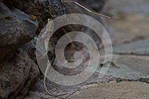 Common agama red headed rock agama or rainbow agama a lizard family Agamidae female Amboseli Kenya