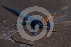 Common agama red headed rock agama or rainbow agama a lizard family Agamidae male Amboseli Kenya