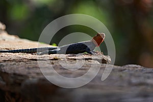 Common agama red headed rock agama or rainbow agama a lizard family Agamidae male Amboseli Kenya