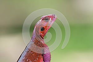 The common agama up close