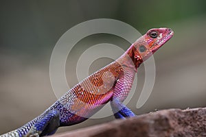 The common agama up close