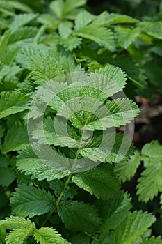 Common agrimony