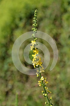 Common agrimony