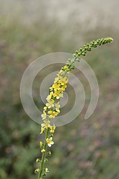 Common agrimony