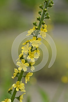 Common agrimony