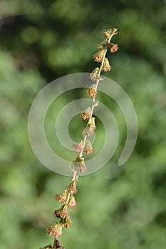 Common agrimony