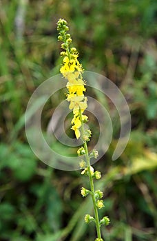 Common agrimony Agrimonia eupatoria