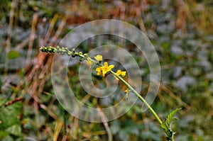 Common agrimony Agrimonia eupatoria