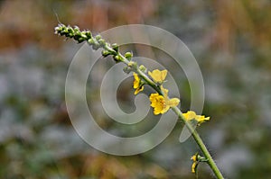 Common agrimony Agrimonia eupatoria