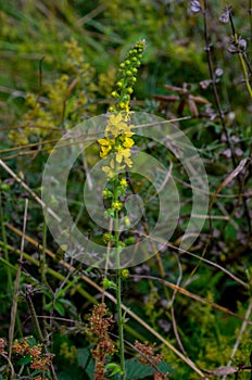 Common agrimony Agrimonia eupatoria