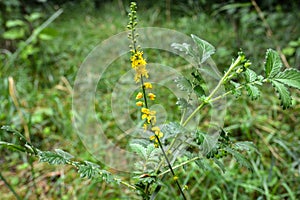 Common agrimony Agrimonia eupatoria