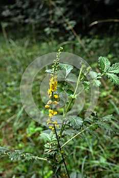 Common agrimony Agrimonia eupatoria