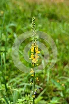 Common agrimony Agrimonia eupatoria