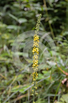 Common agrimony Agrimonia eupatoria