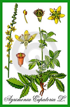 Common agrimony herbal