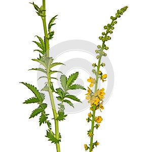 Common agrimony plant with yellow flower and green leaf isolated on white. Agrimonia eupatoria