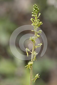 Common aka Eggleaf twayblade, Neottia ovata. Wild orchid.