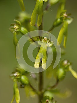 Common aka Eggleaf twayblade, Neottia ovata. Wild orchid. Closeup detail of flower.