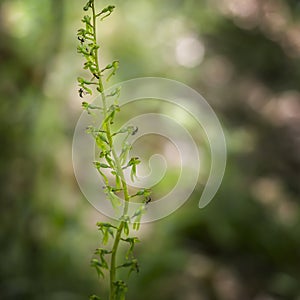 Common aka Eggleaf twayblade, Neottia ovata. Wild orchid. With insects, Empididae, Empis.