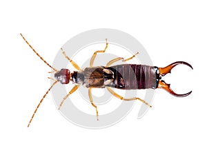 Common aka European earwig, Forficula auricularia studio isolated on white background. Male, overhead view.